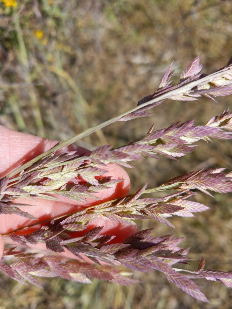 Red Lovegrass photo 5