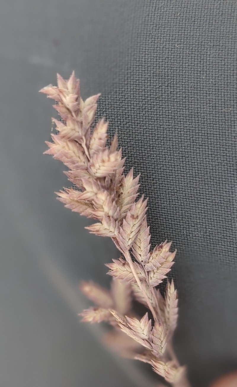 Red Lovegrass photo 7