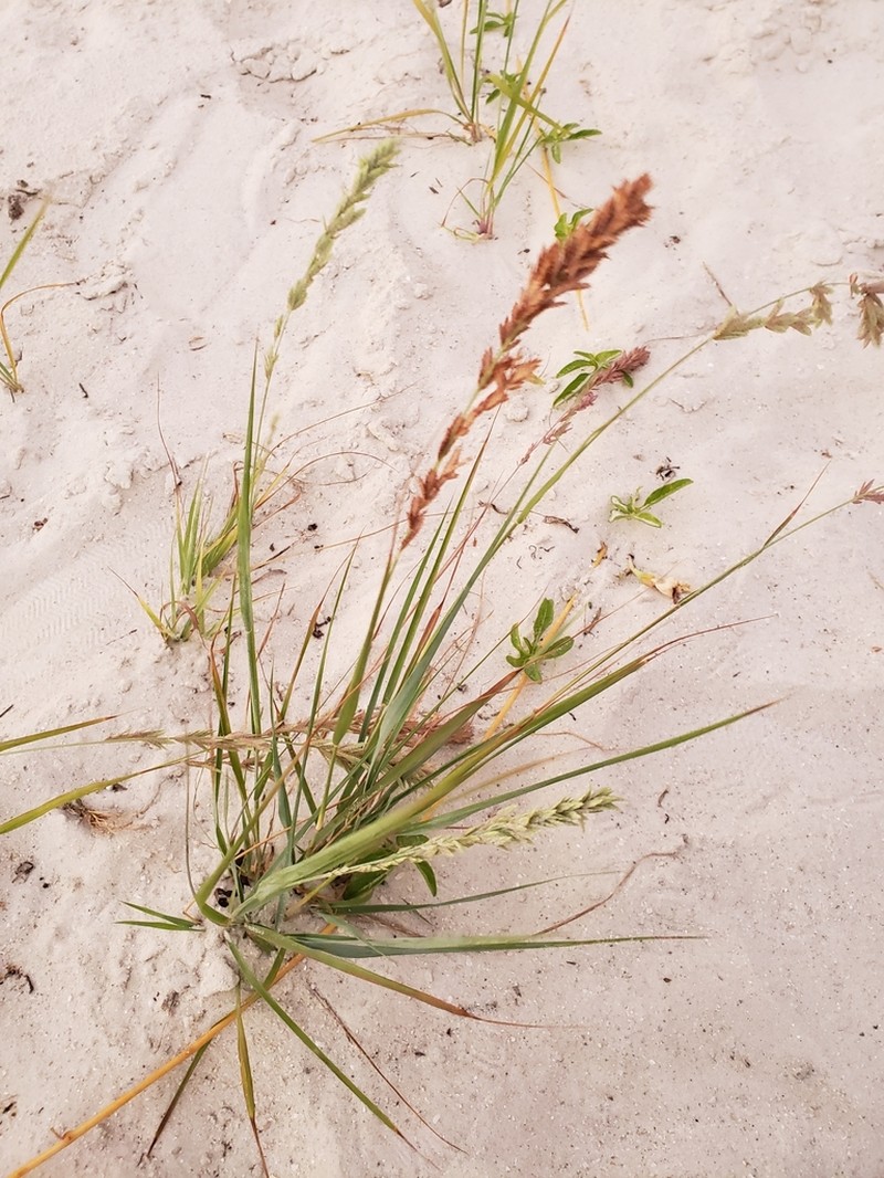 Red Lovegrass photo 8