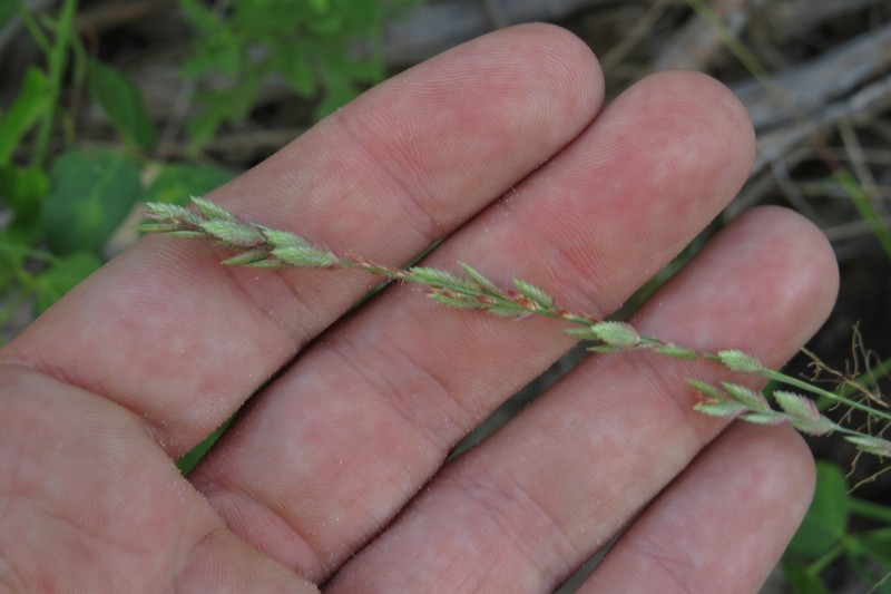 Eragrostis secundiflora subsp. oxylepis