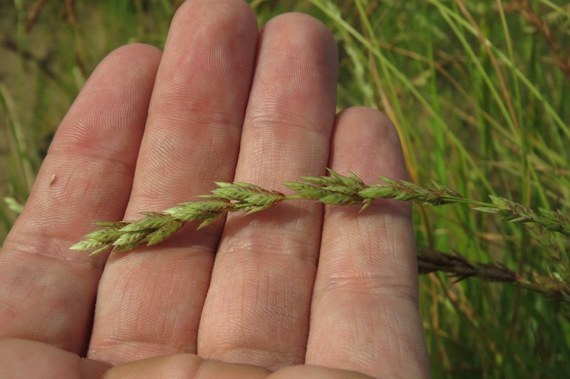 Eragrostis secundiflora subsp. oxylepis photo 2