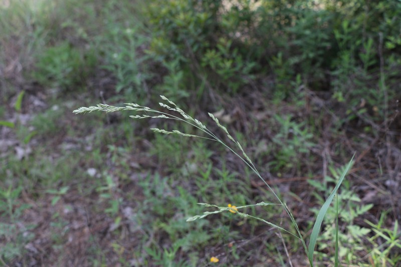 Eragrostis secundiflora subsp. oxylepis photo 3