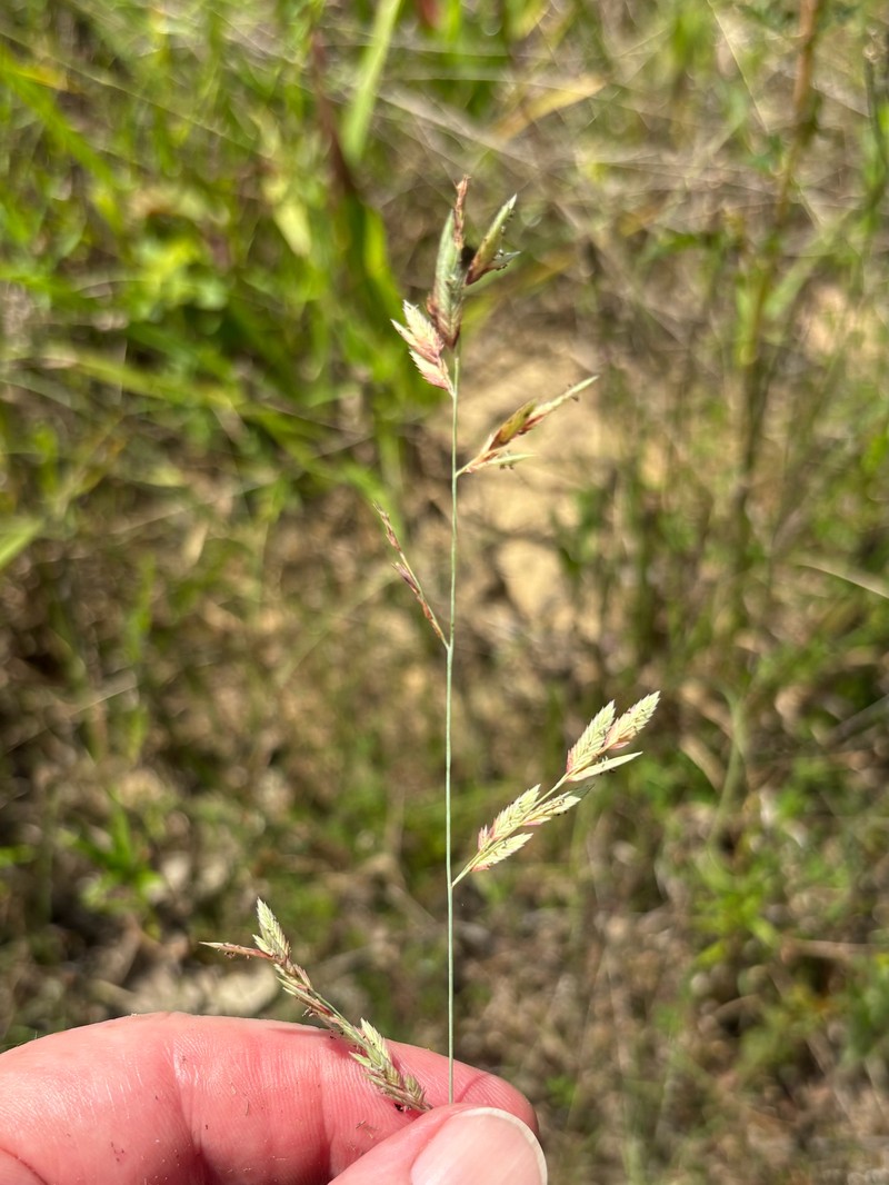 Eragrostis secundiflora subsp. oxylepis photo 4