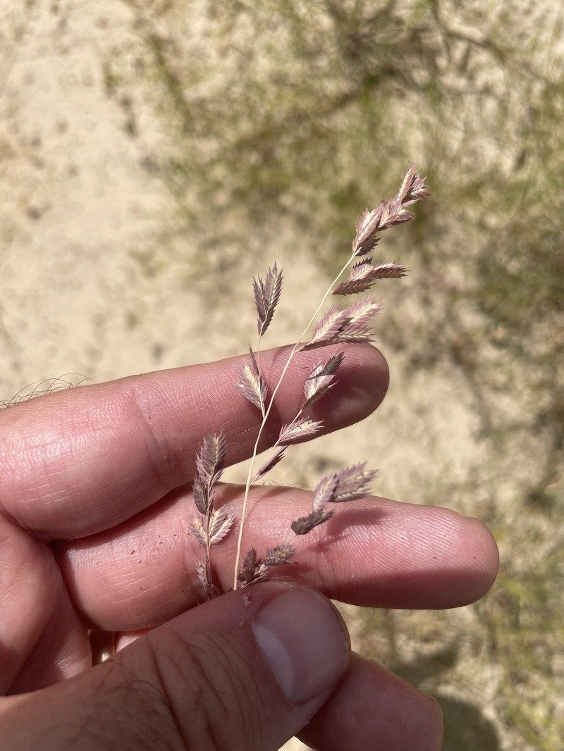 Eragrostis secundiflora subsp. oxylepis photo 5