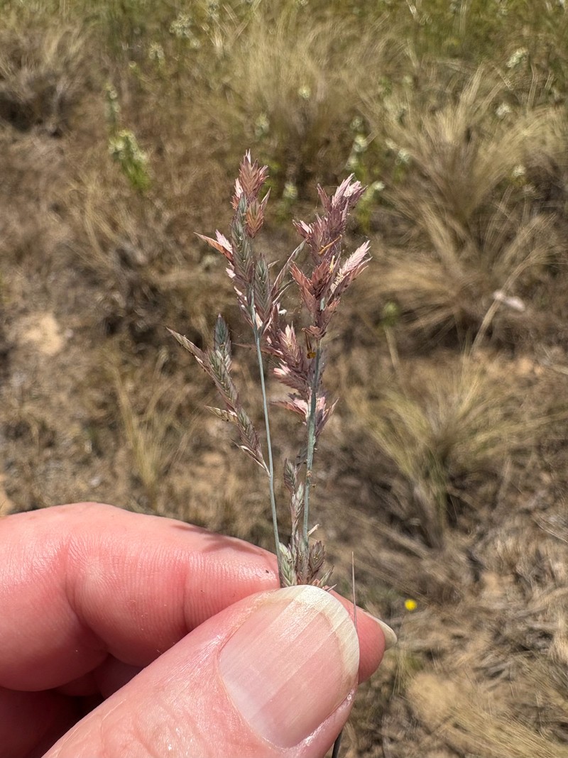 Eragrostis secundiflora subsp. oxylepis photo 6