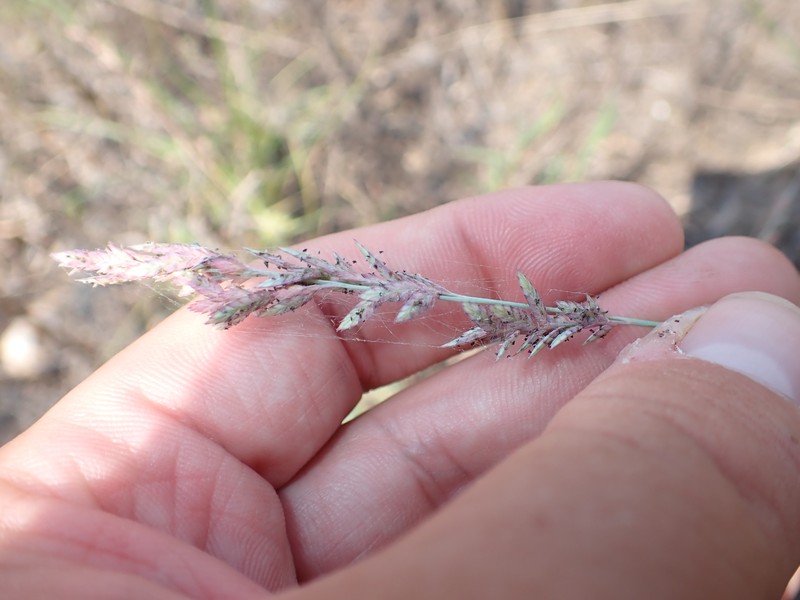 Eragrostis secundiflora subsp. oxylepis photo 8