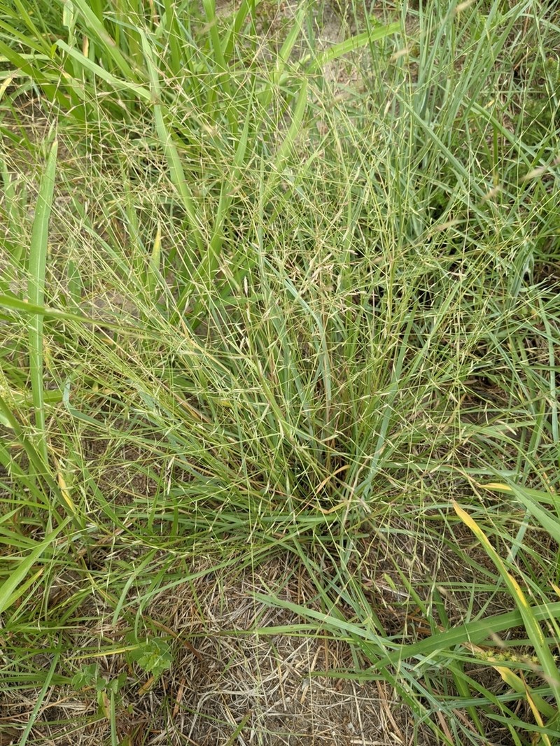 Tumble Lovegrass