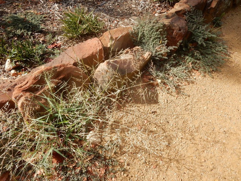 Tumble Lovegrass photo 3