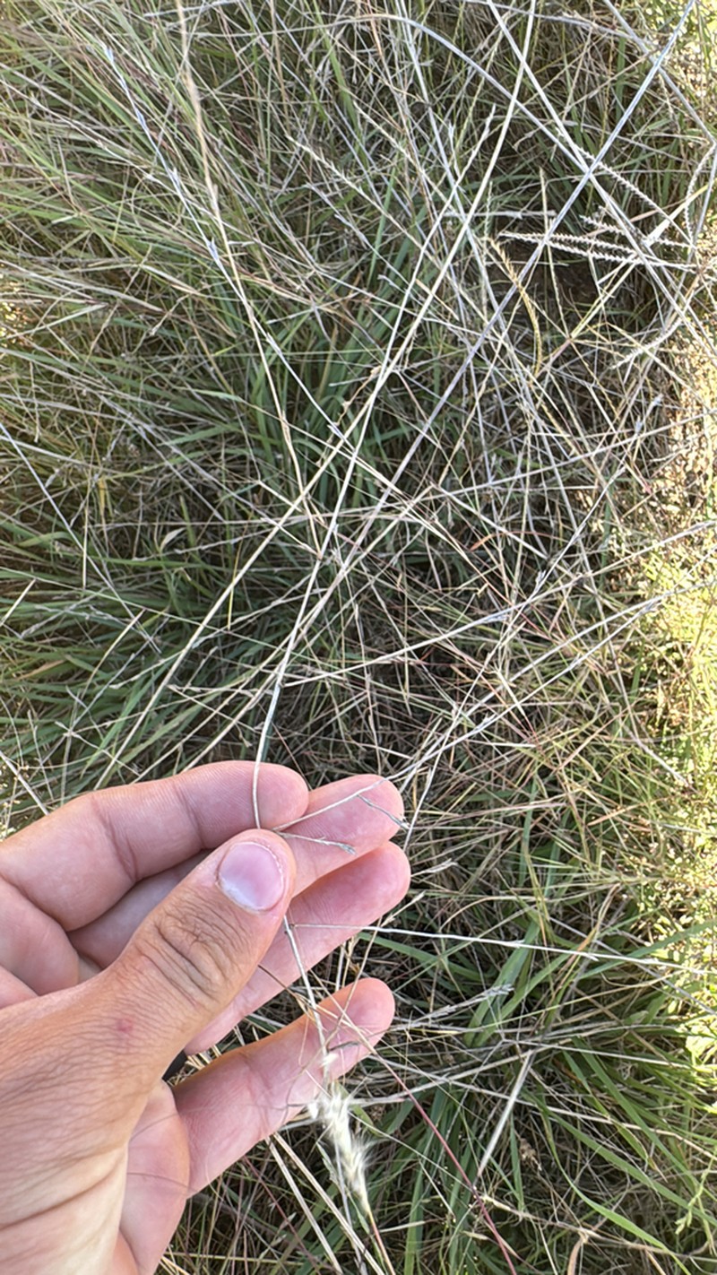 Tumble Lovegrass photo 4