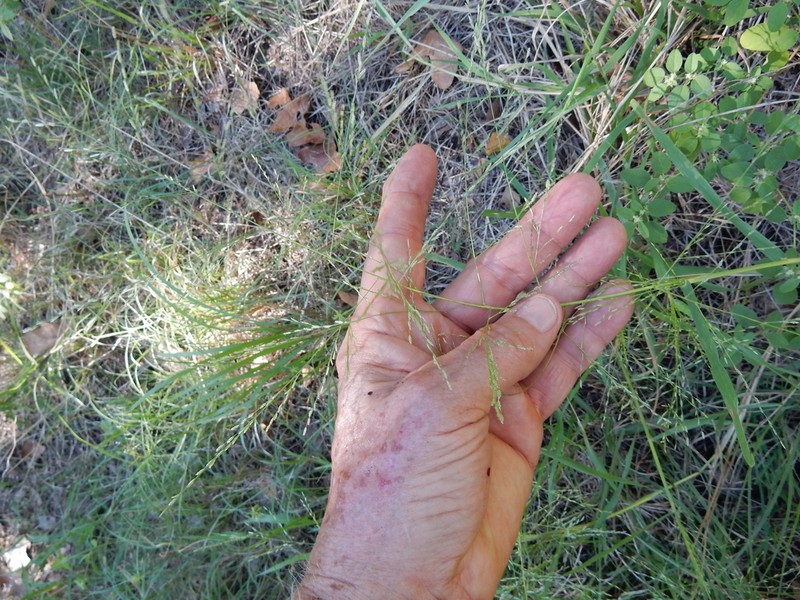 Tumble Lovegrass photo 5