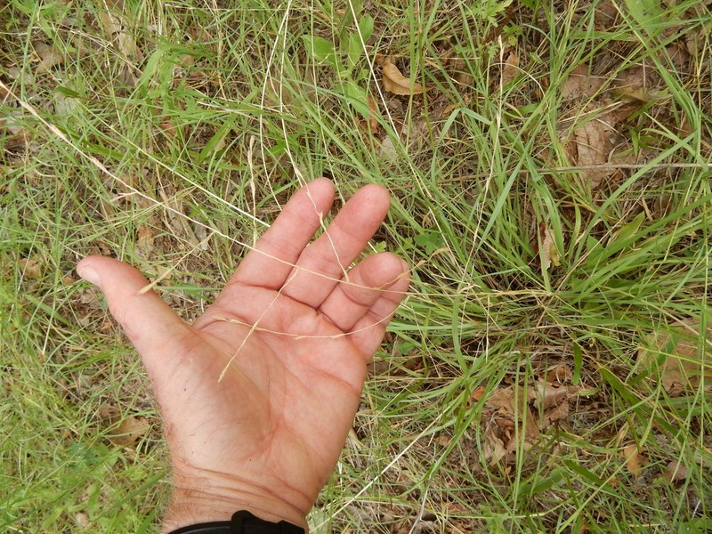 Tumble Lovegrass photo 7