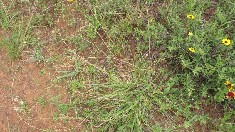 Tumble Lovegrass photo 8