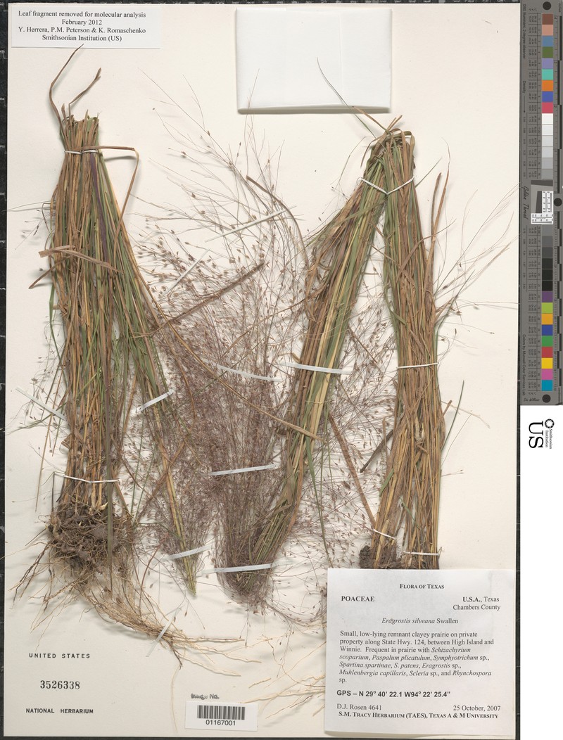Silveus' Lovegrass