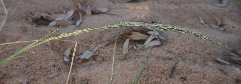 Eragrostis speciosa