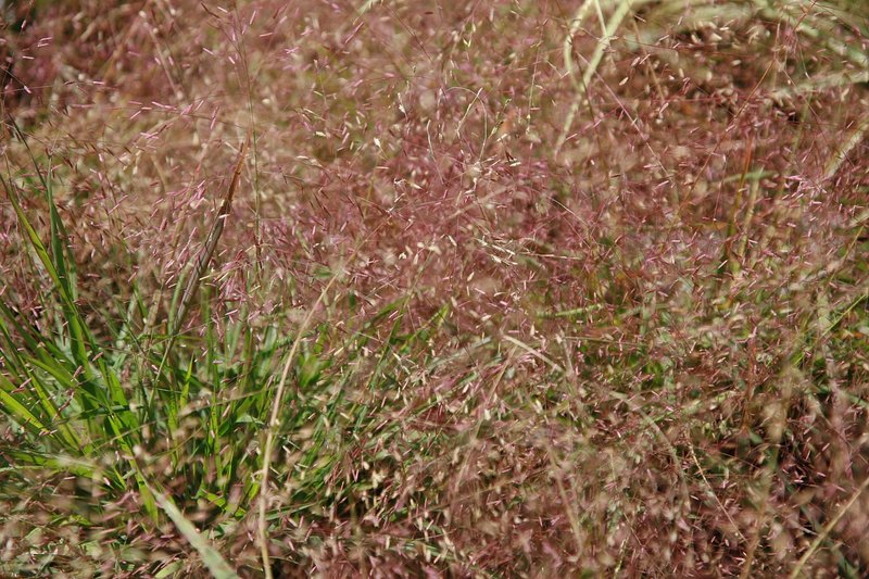 Purple Lovegrass