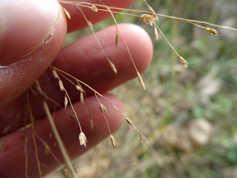Purple Lovegrass