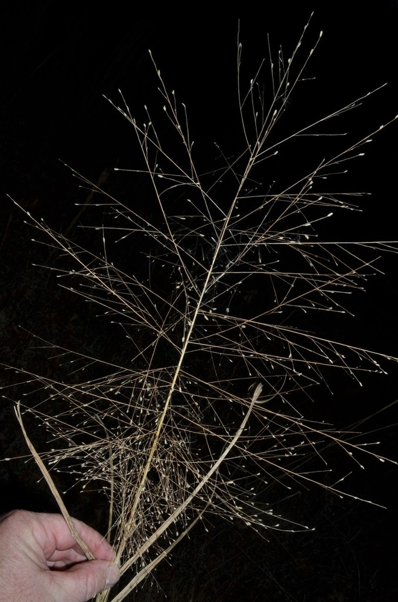 Purple Lovegrass photo 2
