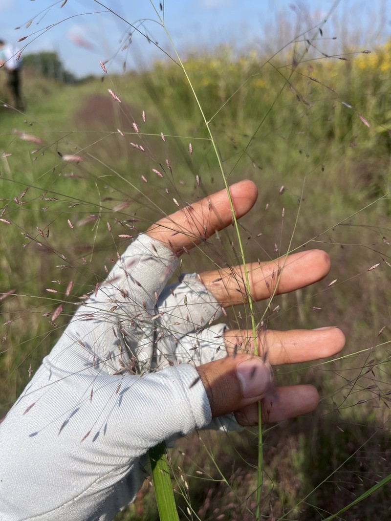 Purple Lovegrass photo 3