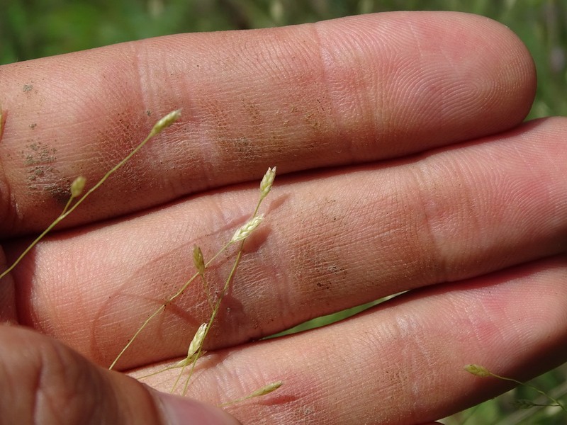 Purple Lovegrass photo 5