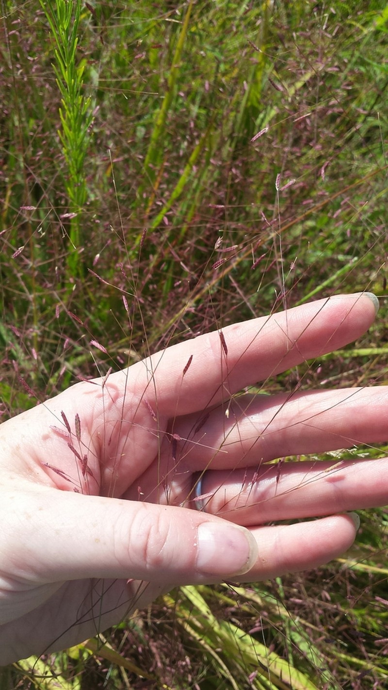 Purple Lovegrass photo 6