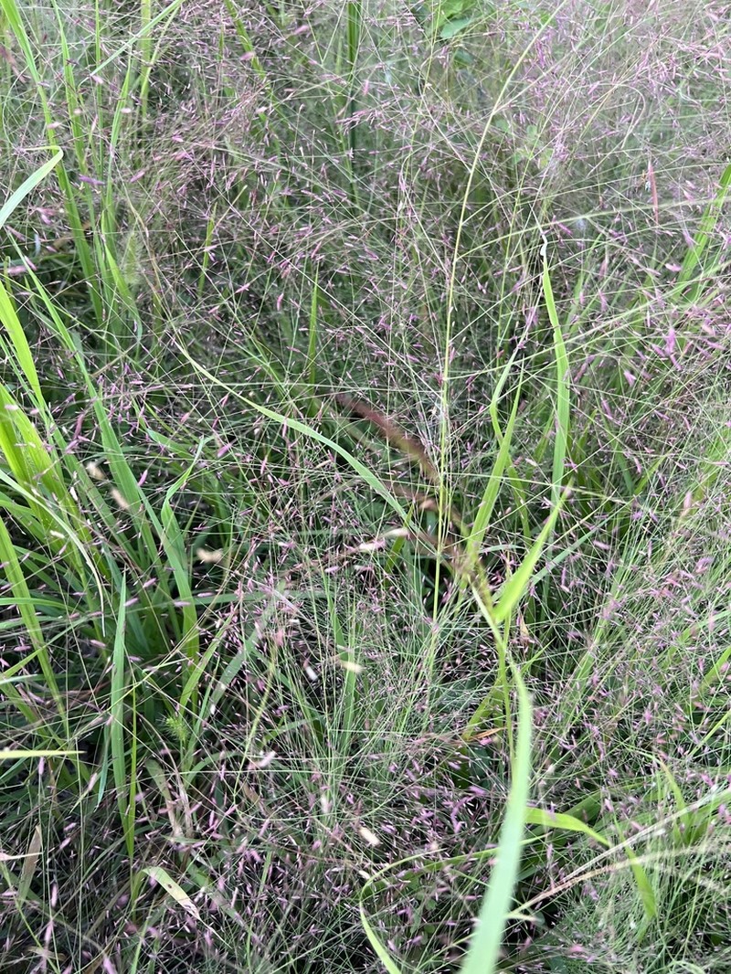 Purple Lovegrass photo 7