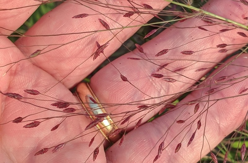 Purple Lovegrass photo 8