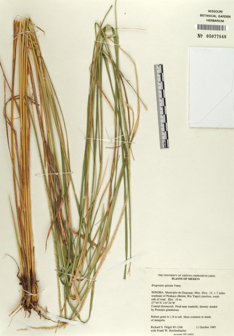 Spike Lovegrass