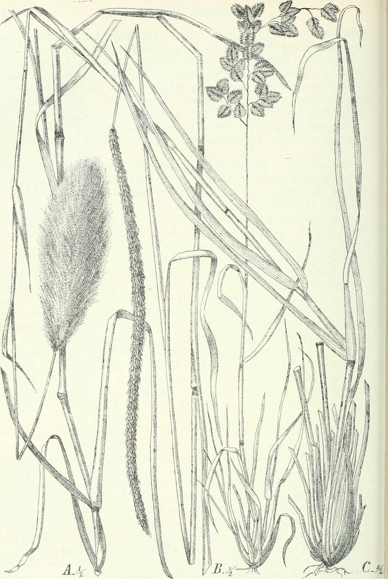 Wilman Lovegrass photo 4