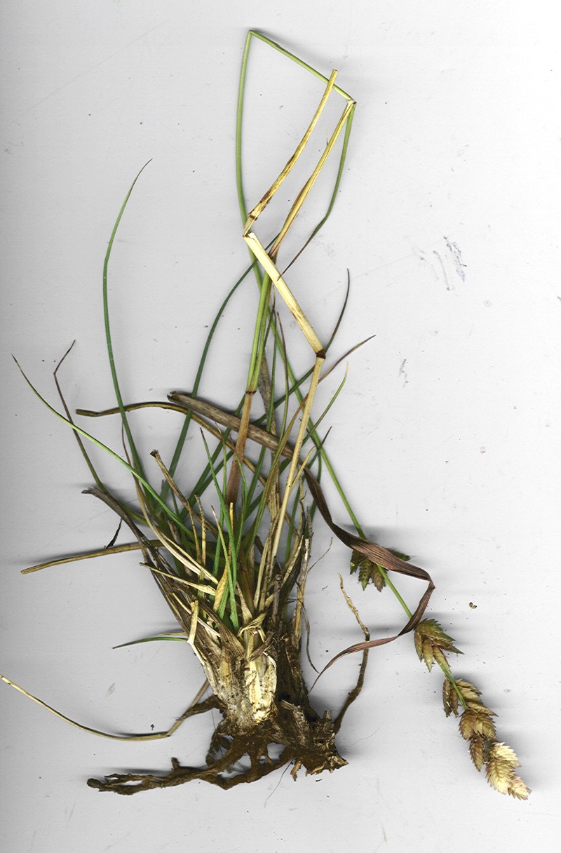 Wilman Lovegrass photo 5