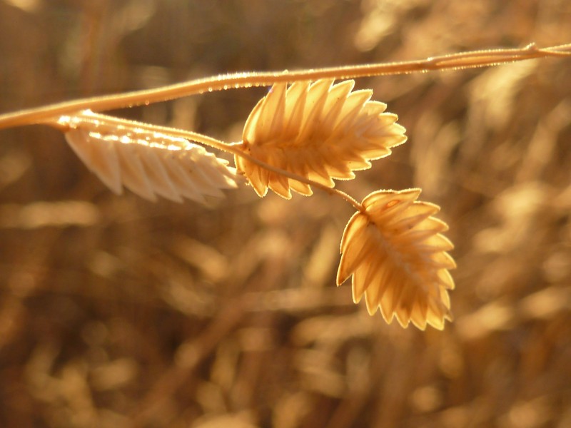 Wilman Lovegrass photo 2