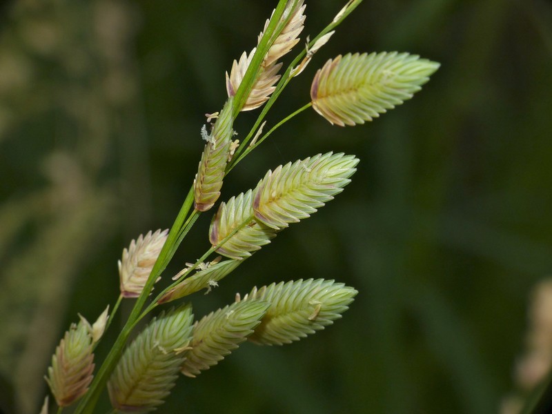 Wilman Lovegrass photo 3