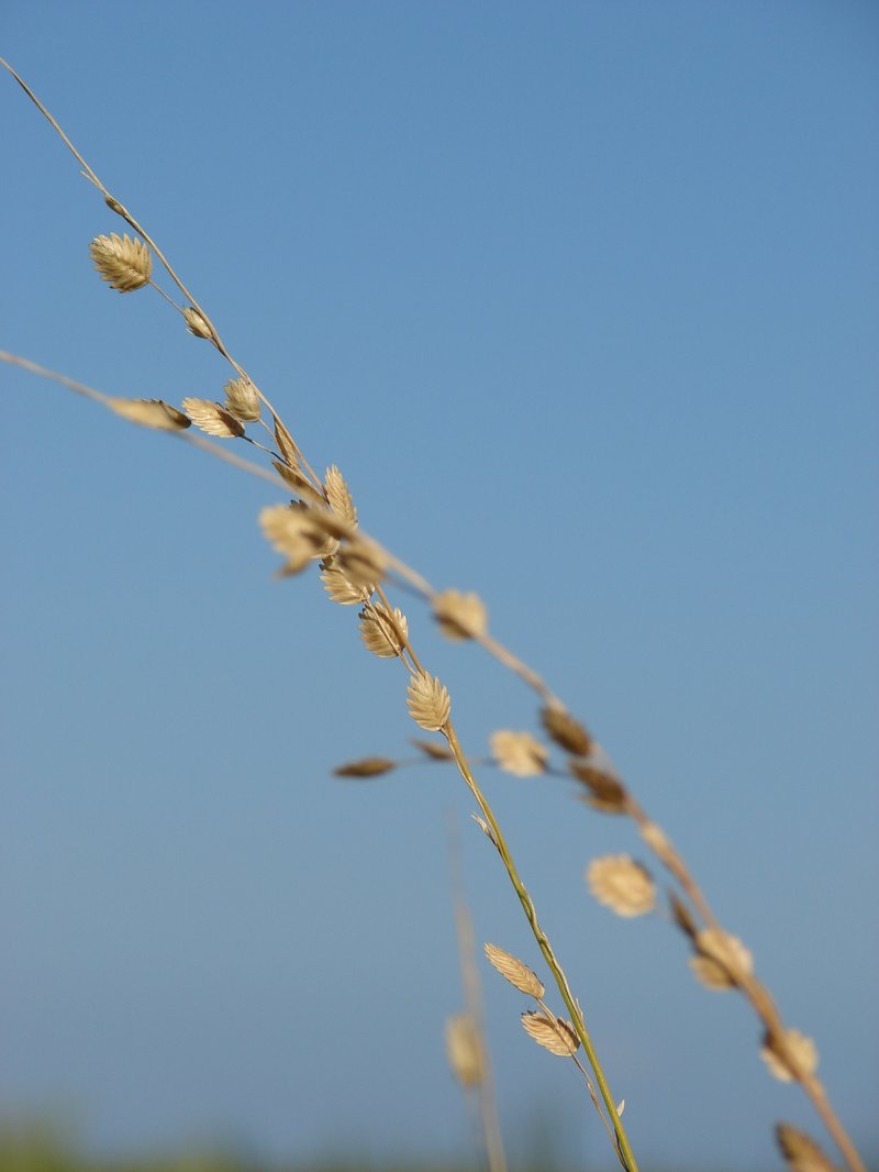 Wilman Lovegrass photo 7