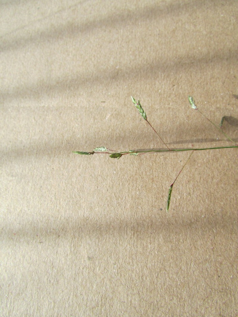 Swallen's Lovegrass