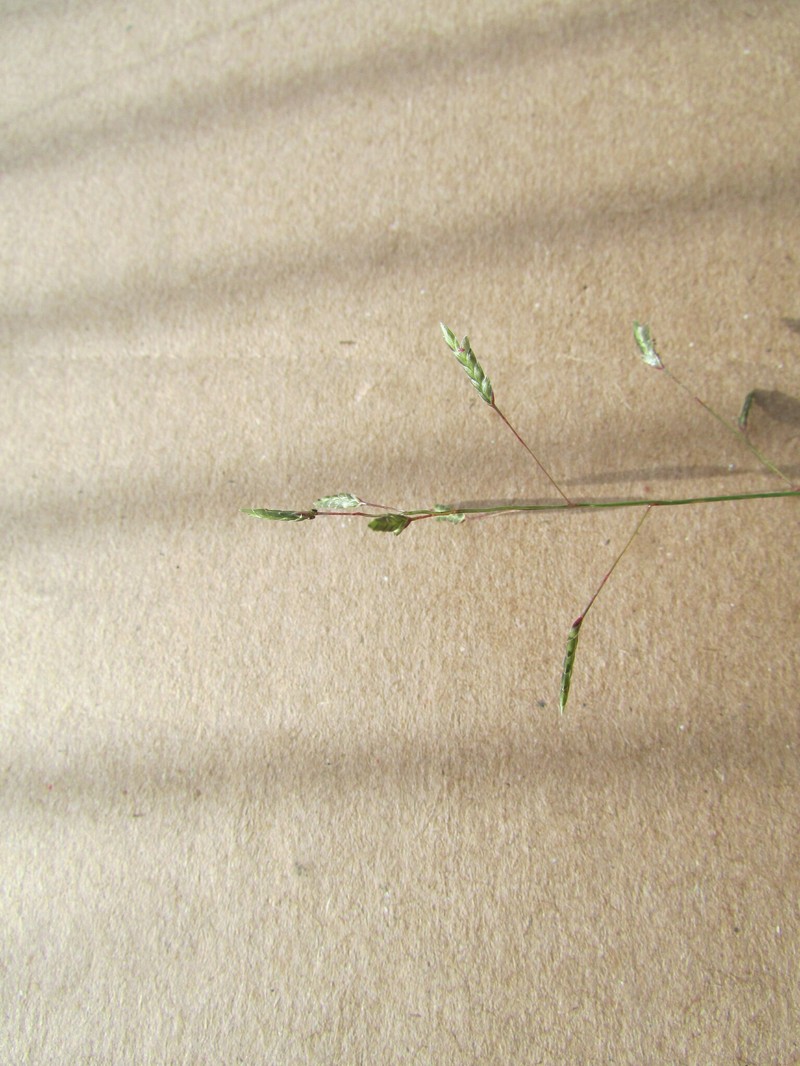 Swallen's Lovegrass photo 3