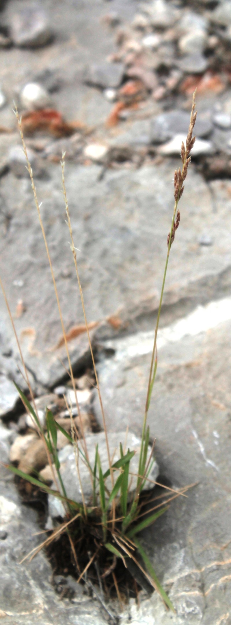 Swallen's Lovegrass photo 4