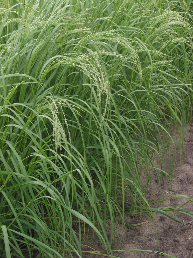 Teff photo 2