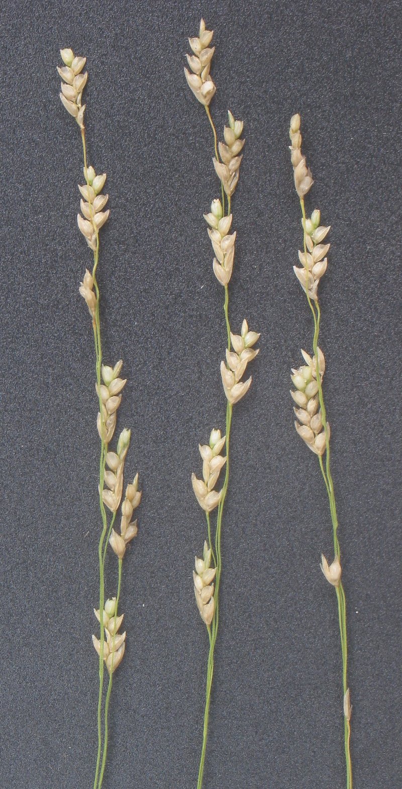 Teff photo 3