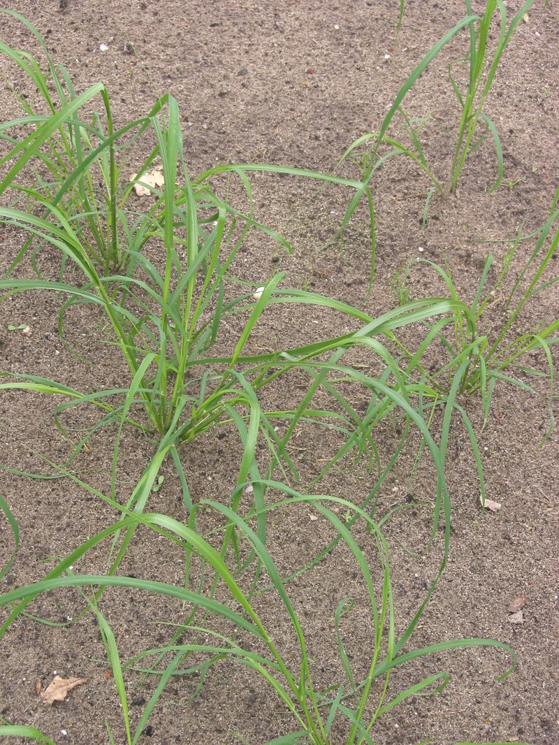 Teff photo 4