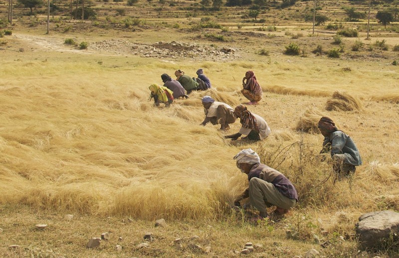 Teff photo 5