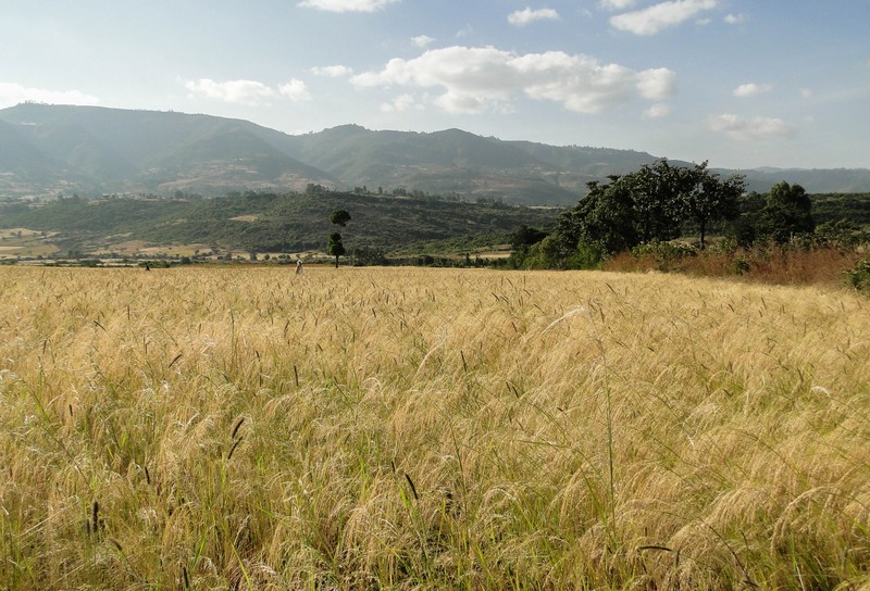 Teff photo 6