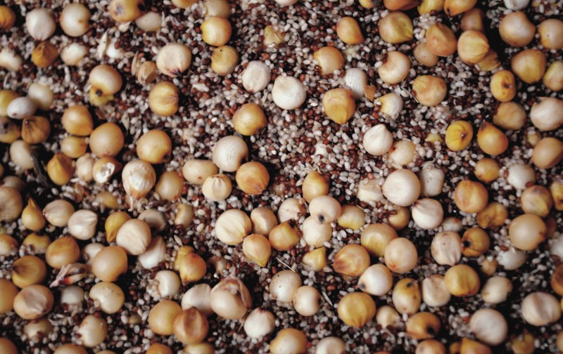 Teff photo 7