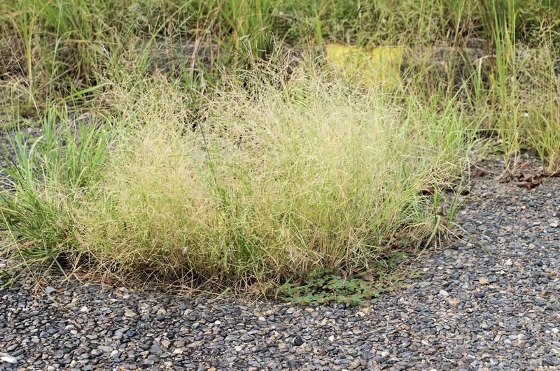 Elastic Grass photo 2
