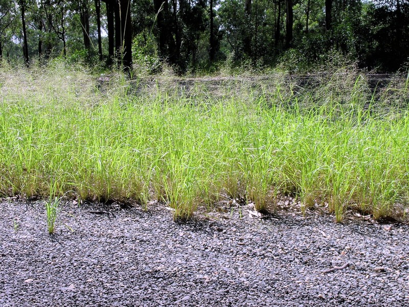 Elastic Grass photo 3
