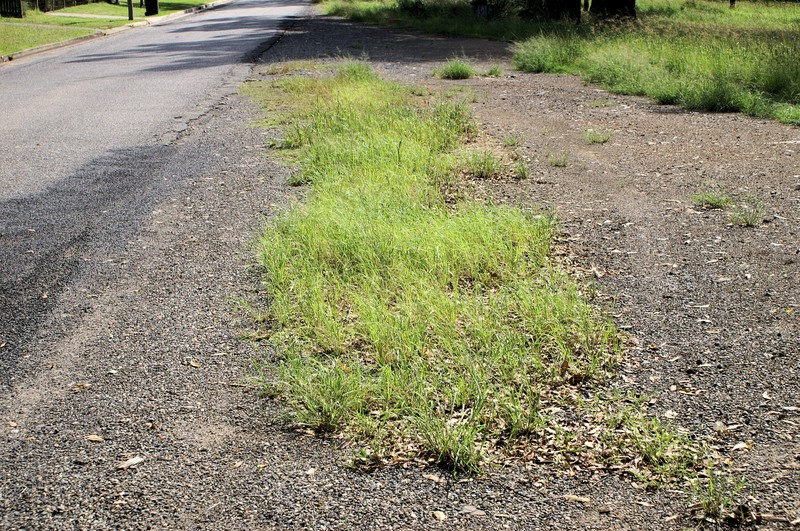 Elastic Grass photo 4