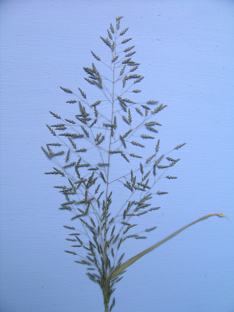 Elastic Grass photo 5