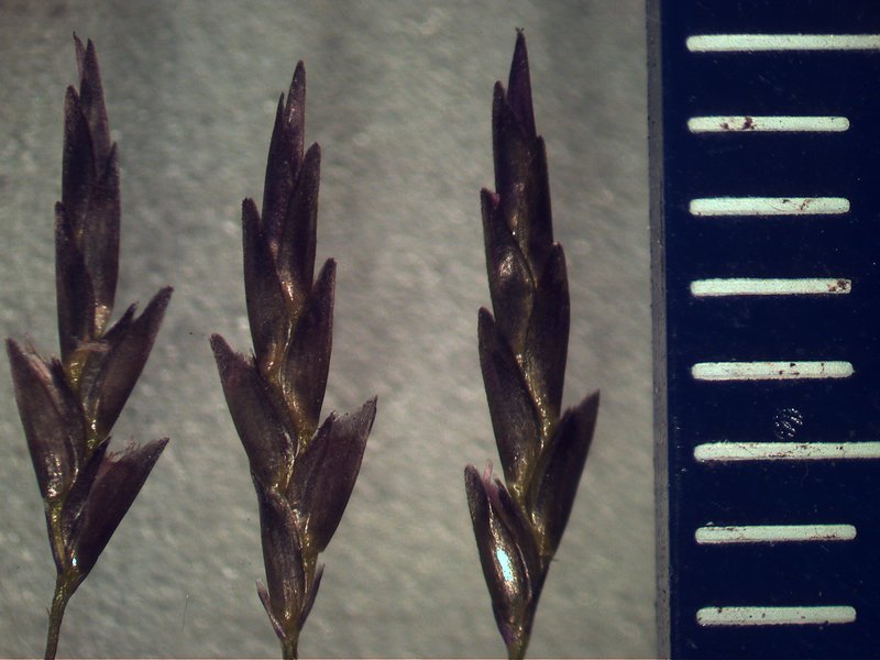 Elastic Grass photo 6