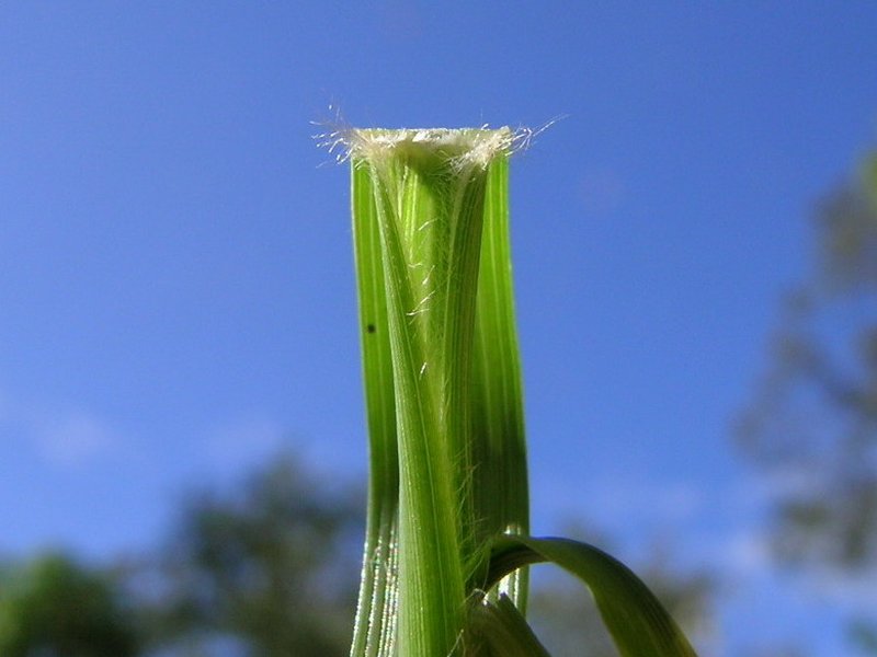 Elastic Grass photo 7