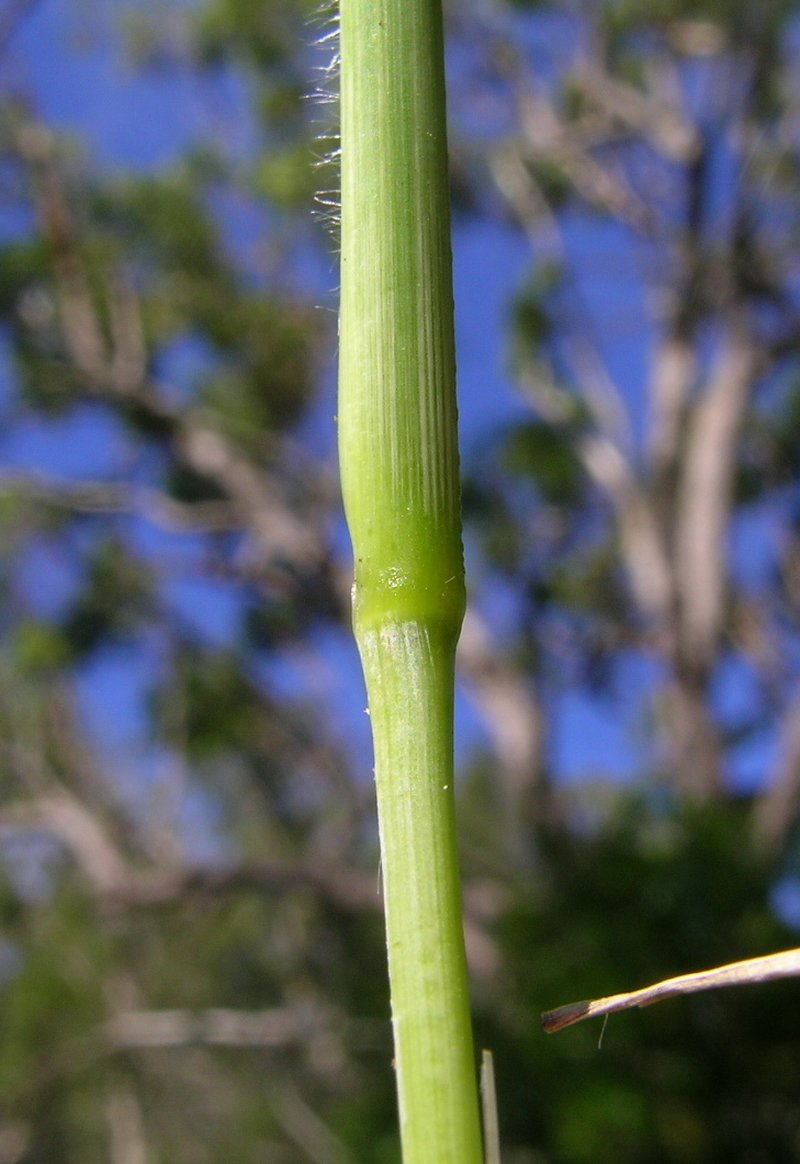 Elastic Grass photo 8