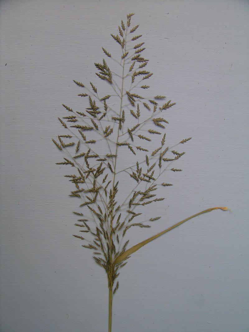 Elastic Grass photo 9