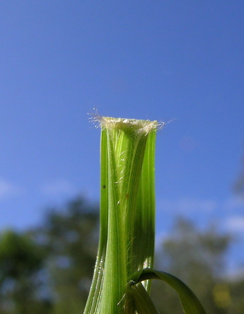Elastic Grass photo 10
